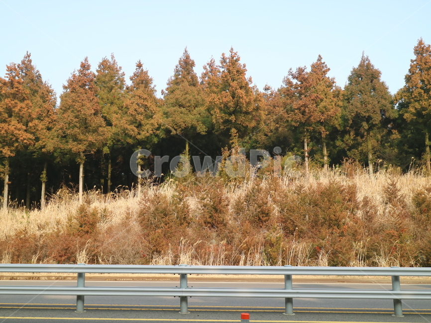 제주도,제주,사려니숲길,숲,숲길,돌탑,나무,jeju,forest,stupa,stone,rock,tree,sunshine
