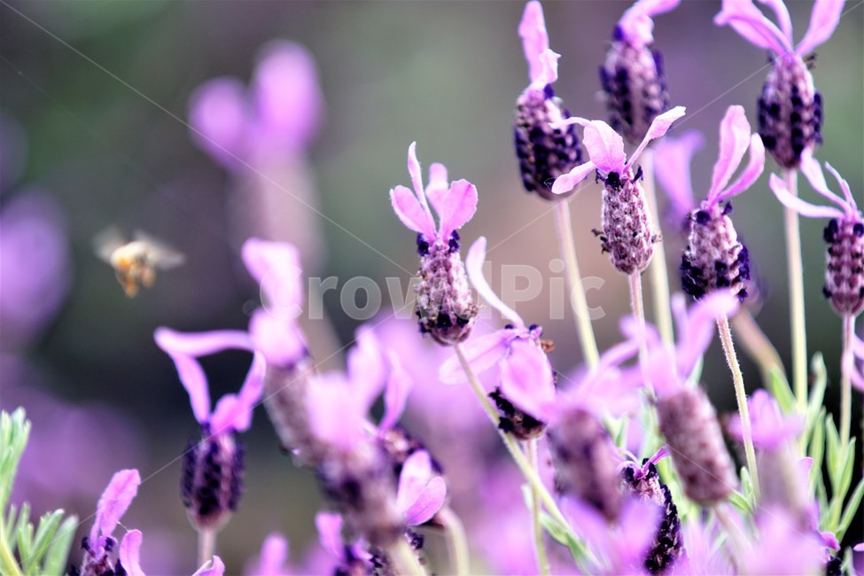 라벤더,꽃,식물,보라색,자연,봄,nature,flower,purple,violet,spring,식물,자연,plants,nature,꽃,flower