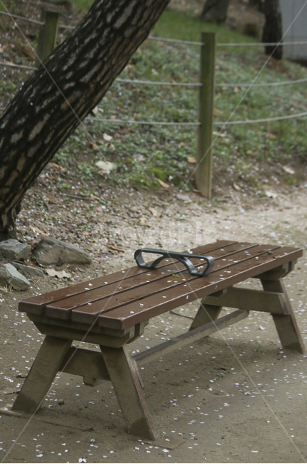 furniture,가구,parkbench,공원벤치,bench,벤치,꽃잎,petal