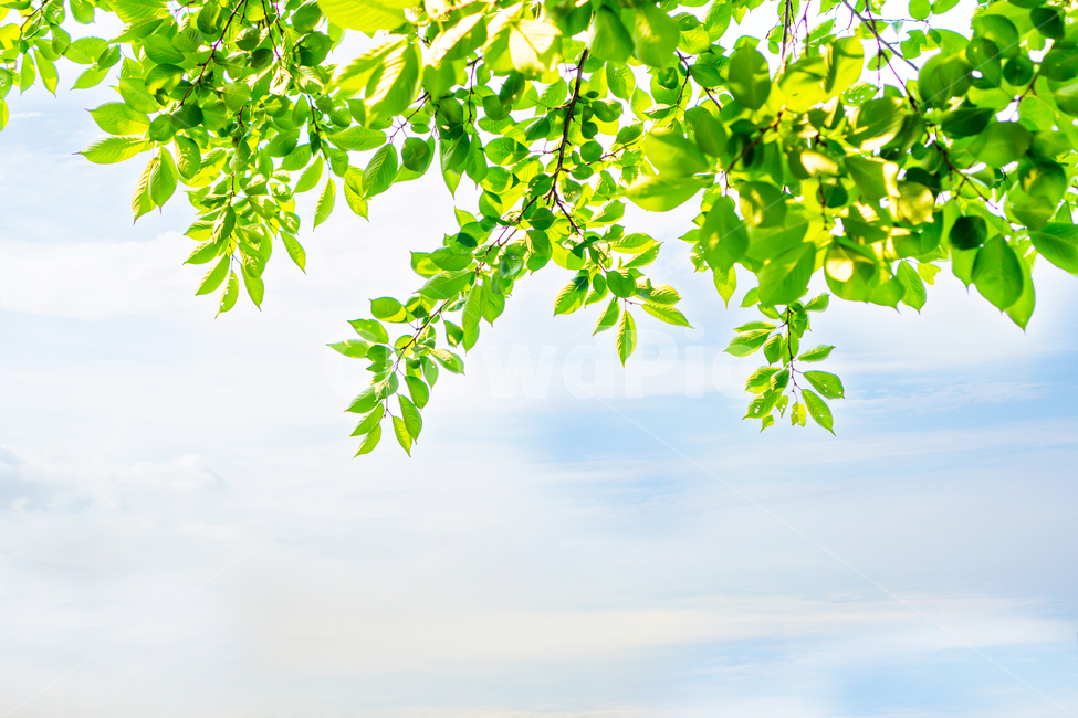 adornment,hopeful,Page,branch,web design,summer,spring,beautiful,tree background,copy space,sight,season,4 seasons,sunny,day,new,tree,banner,leaf,warm,sunlight,background,plant,dazzling,Softly,fresh,softly