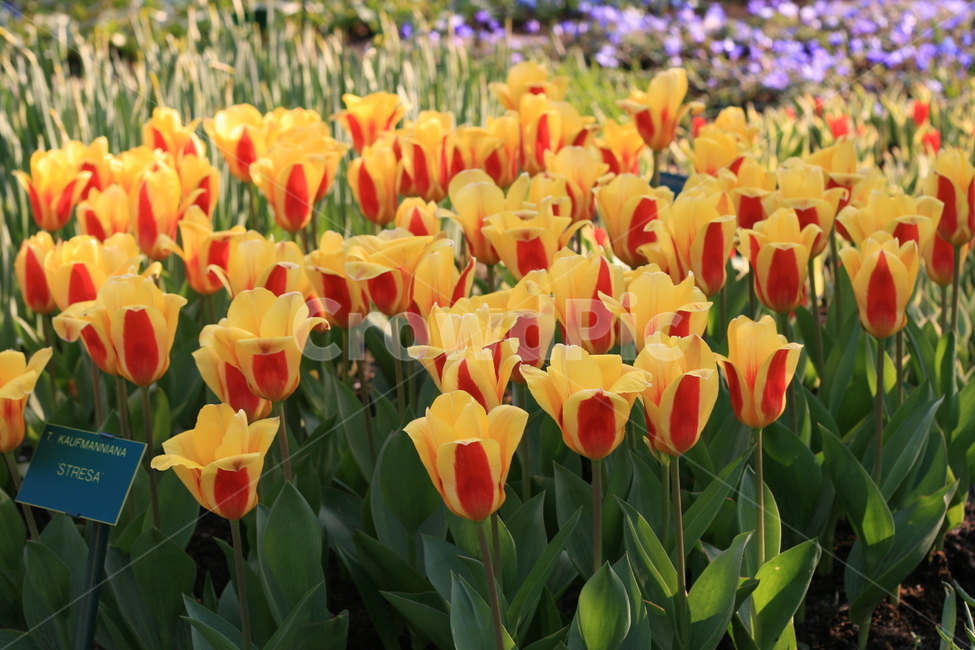 꽃,정원,튤립축제,식물,꽃밭,튤립,노란튤립,노란꽃,flower,garden,tulip,yellowtulip,yellowflower,식물,자연,plants,nature,꽃,flower