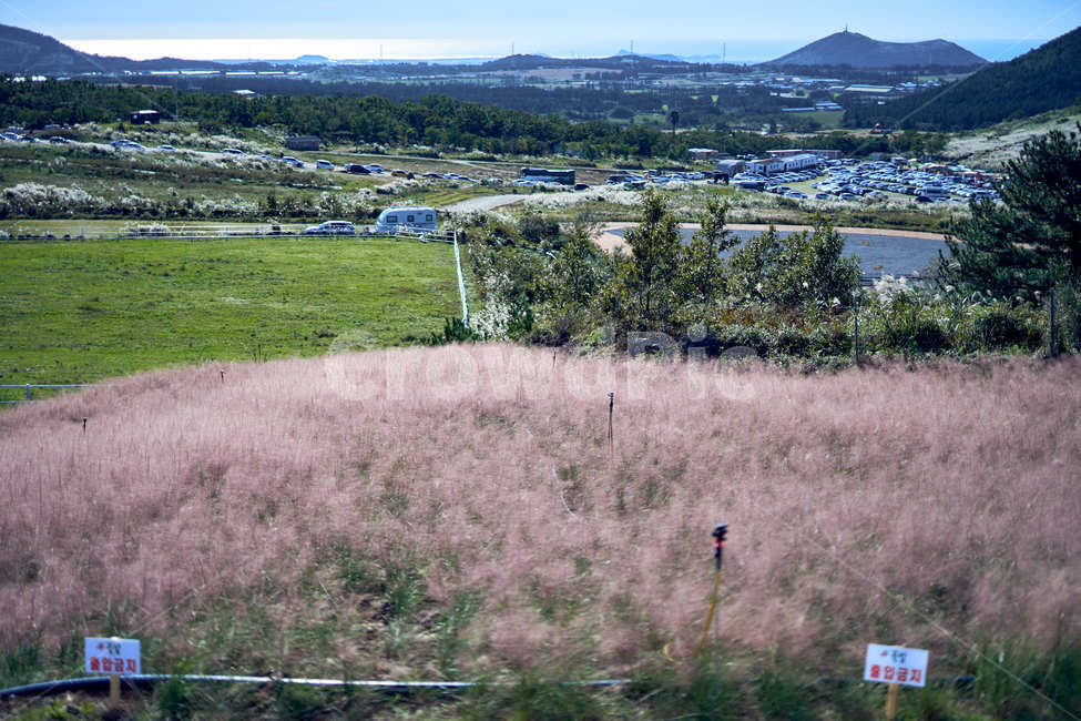 풍경,landscape,옥외,outdoors,푸른하늘,sky,자연,nature,핑크뮬리,자연,풍경,nature,landscape