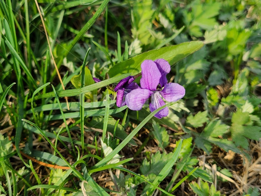 들꽃,야생화,보라색,보라,flower,꽃,봄,봄꽃,보라색꽃,plant,식물