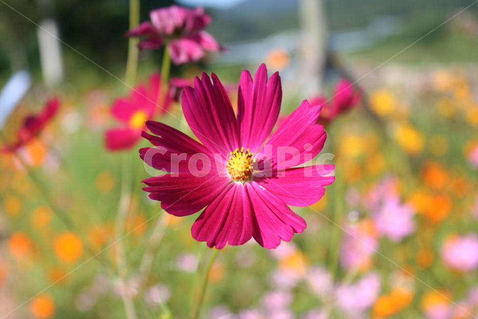 flower,꽃,꽃잎,코스모스,가을꽃,가을,계절,fall,autumn,season,식물,자연,plants,nature,꽃,flower,plant,petal,blossom