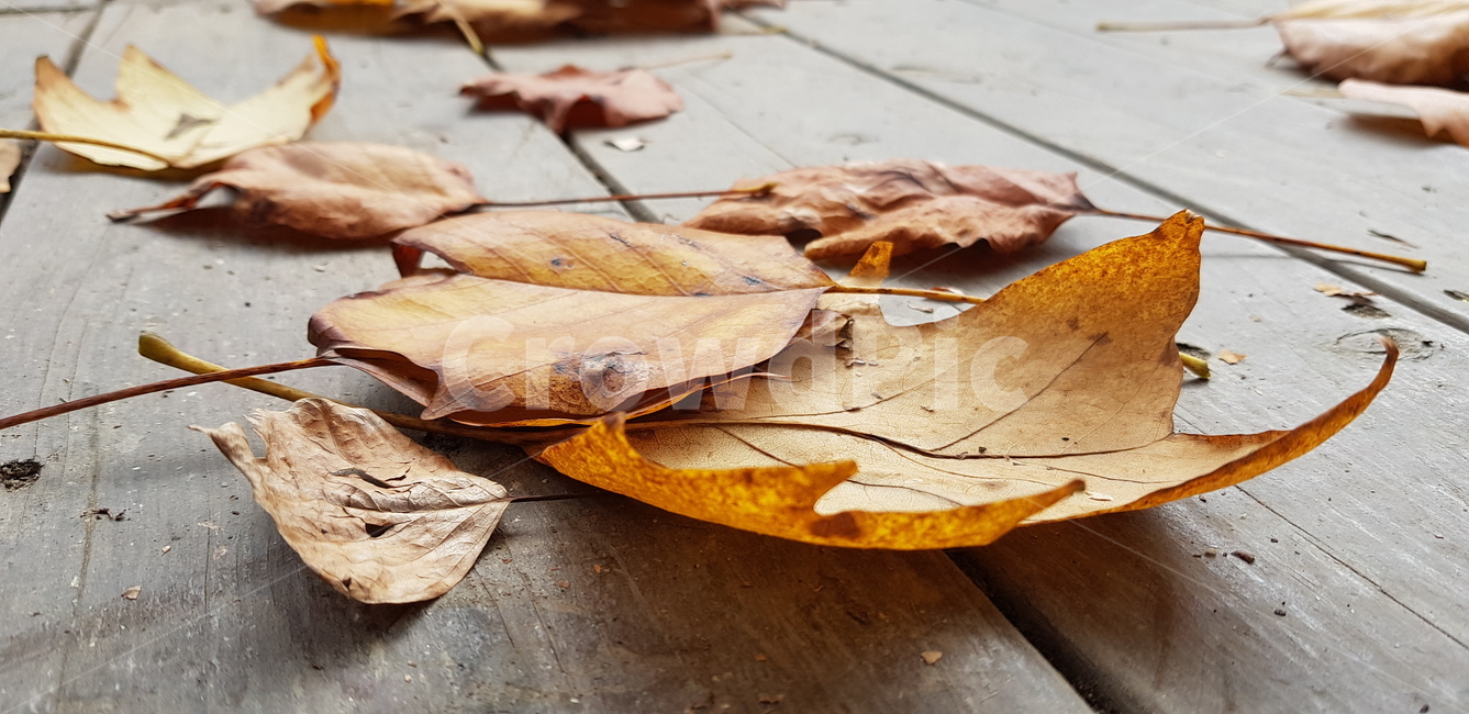 leaf,잎,plant,식물,가을
