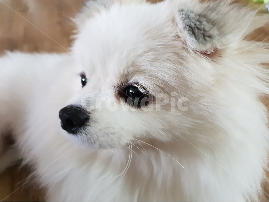 반려견,애완견,개,강아지,애완동물,포메라니안,포메,얼굴,강아지눈,동물,animal,포유류,mammal,개,강아지,dog,doggy
