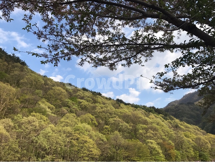 자연,tree,나무,nature,plant