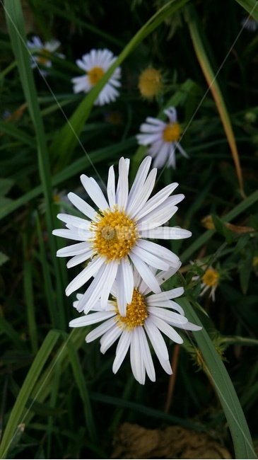 데이지,꽃,플라워,봄,봄꽃,뷰티풀,flower,bloom,beautiful,plant,식물,daisy,식물,자연,plants,nature,꽃,flower