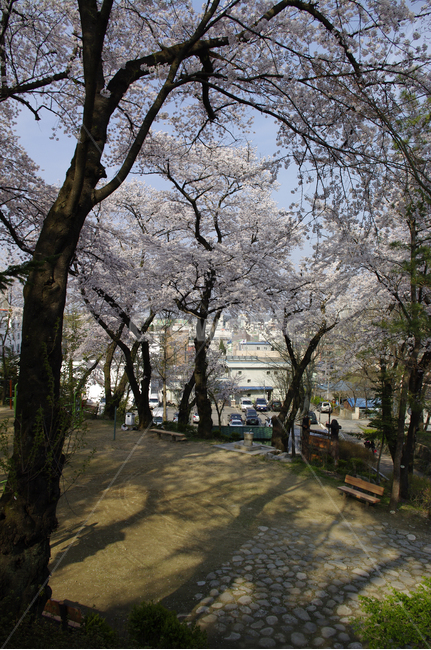 봄,벚꽃,나무,꽃,flower,식물,봄,계절,spring,season,자연,풍경,nature,landscape,plant,blossom