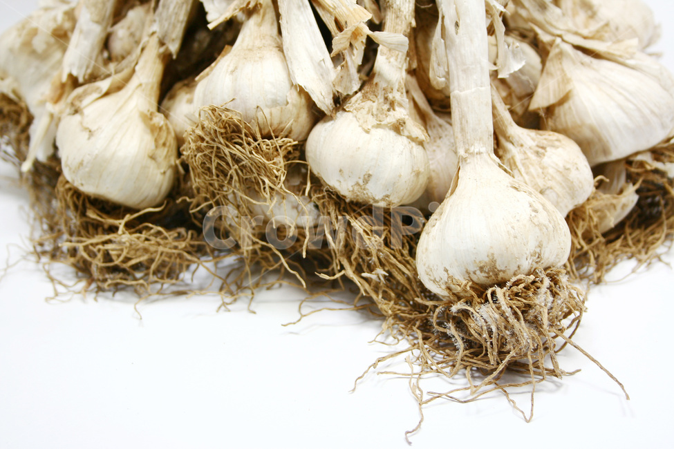 마늘,통마늘,채소,야채,마늘재배,마늘농사,채소,야채,vegetables