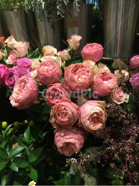빈티지장미,스완그레이스,꽃,flower,blossom,flowerbouquet,꽃부케,꽃꽂이,flowerarrangement,rose