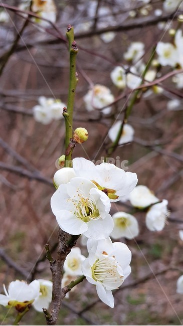 매화,꽃,봄,자연,식물,nature,landscape,spring,season,봄,계절,spring,season,식물,자연,plants,nature,꽃,flower,plant