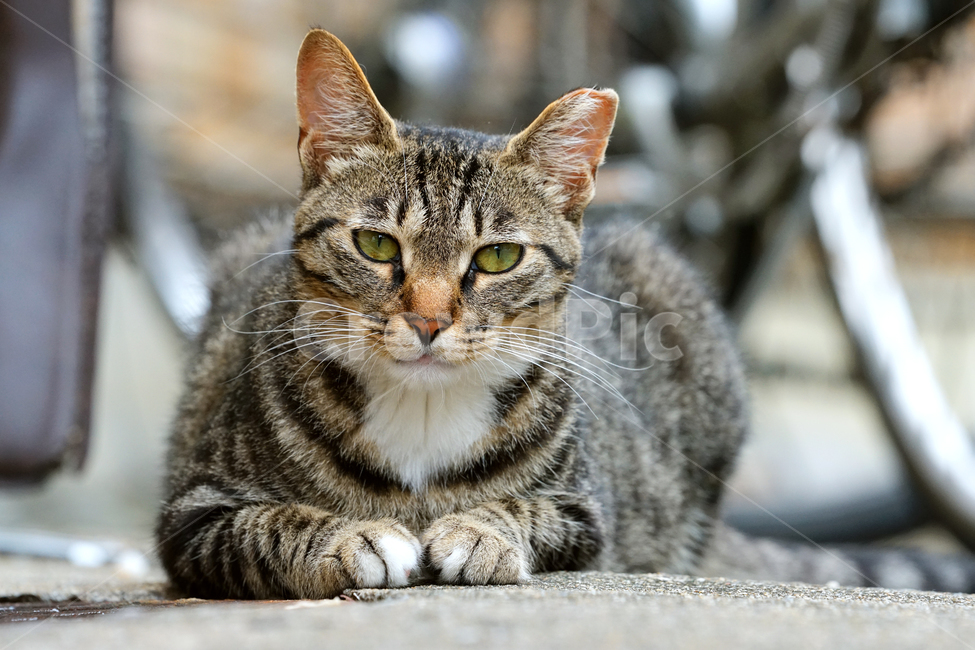 고양이,길냥이,순둥이,온화함,인자함,평온함,관대함,너그러움,침착함,차분함,여유로움,길고양이,야옹이,냐옹이,유기묘,반려묘,애완동물,반려동물,야생동물,떠돌이,캣,펫,동물,animal,포유류,mammal,고양이,cat,kitten,kitty