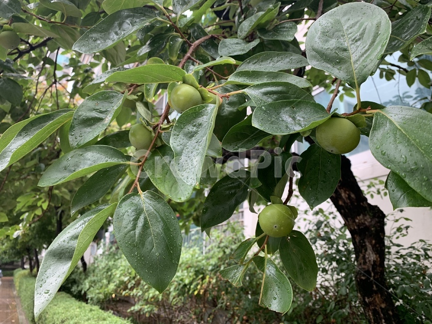 열매,비,비오는날,여름,계절,그린,green,nature,나무,느낌,자연,색감,감성,식물,여름나무,잎사귀