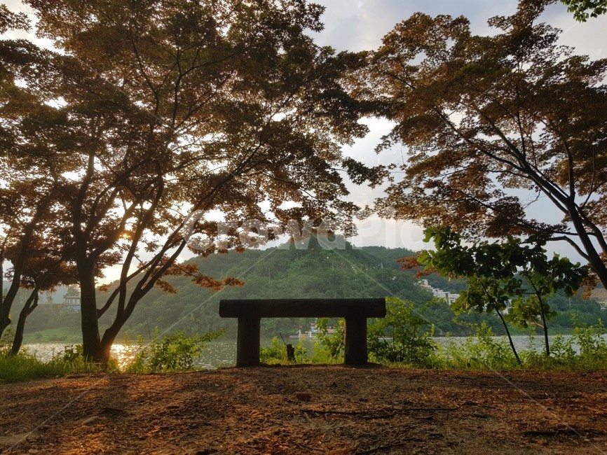 남이섬,벤치,노을,나무,의자,야외벤치,bench,자연,풍경,nature,landscape,plant,식물,tree,ground,바닥,tree trunk,나무 줄기
