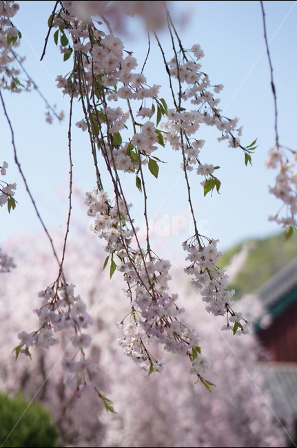 수양벚꽃,봄,핑크,맑음,풍경,봄,계절,spring,season,식물,자연,plants,nature,꽃,flower,plant,blossom,cherry blossom,벚꽃