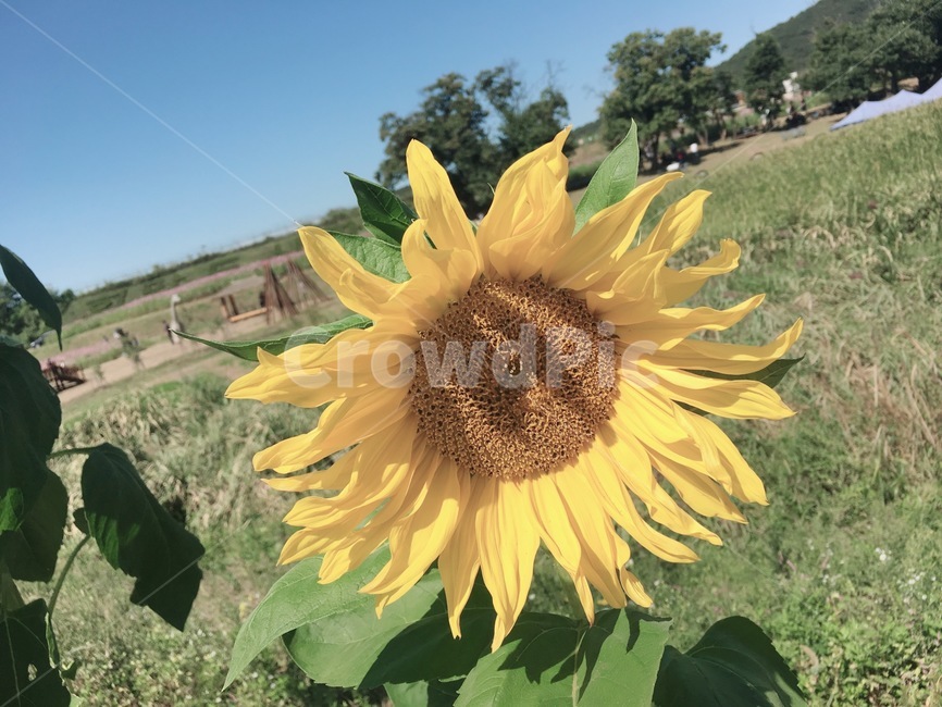해바라기,sunflower,꽃,하늘,sky,blue,식물,자연,plants,nature,꽃,flower