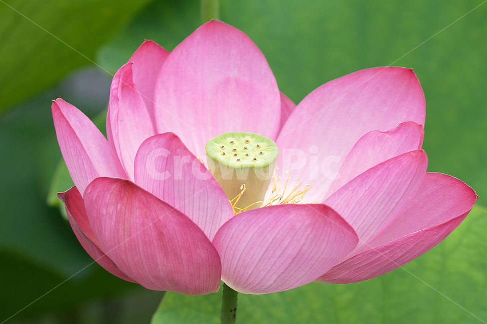 연꽃,여름,매크로,lotus,연꽃잎,식물,자연,plants,nature,꽃,flower