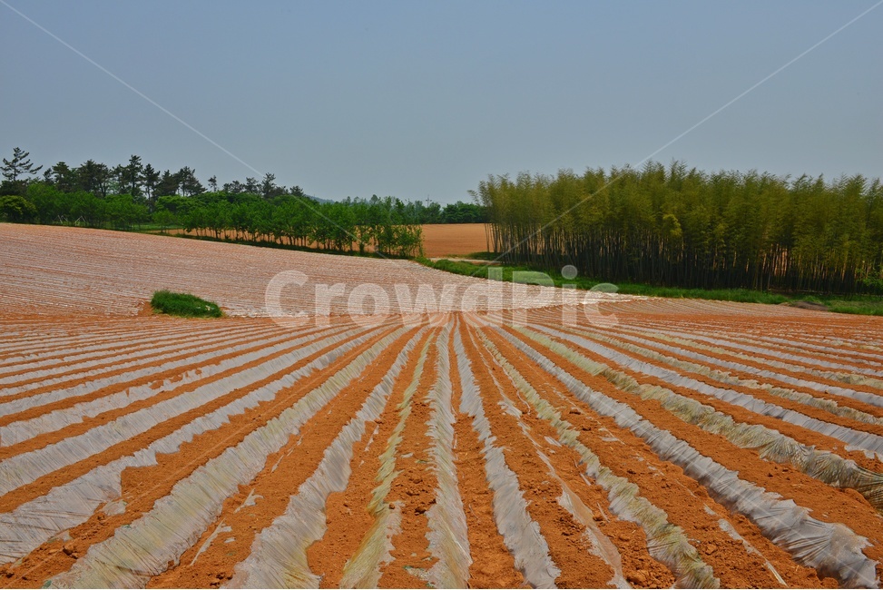 nature,자연,outdoors,옥외,soil,흙,ground,바닥,전북,고창,학원농장,농장,고구마밭,농사비닐,비닐,농업,농사,경작,영농,농경
