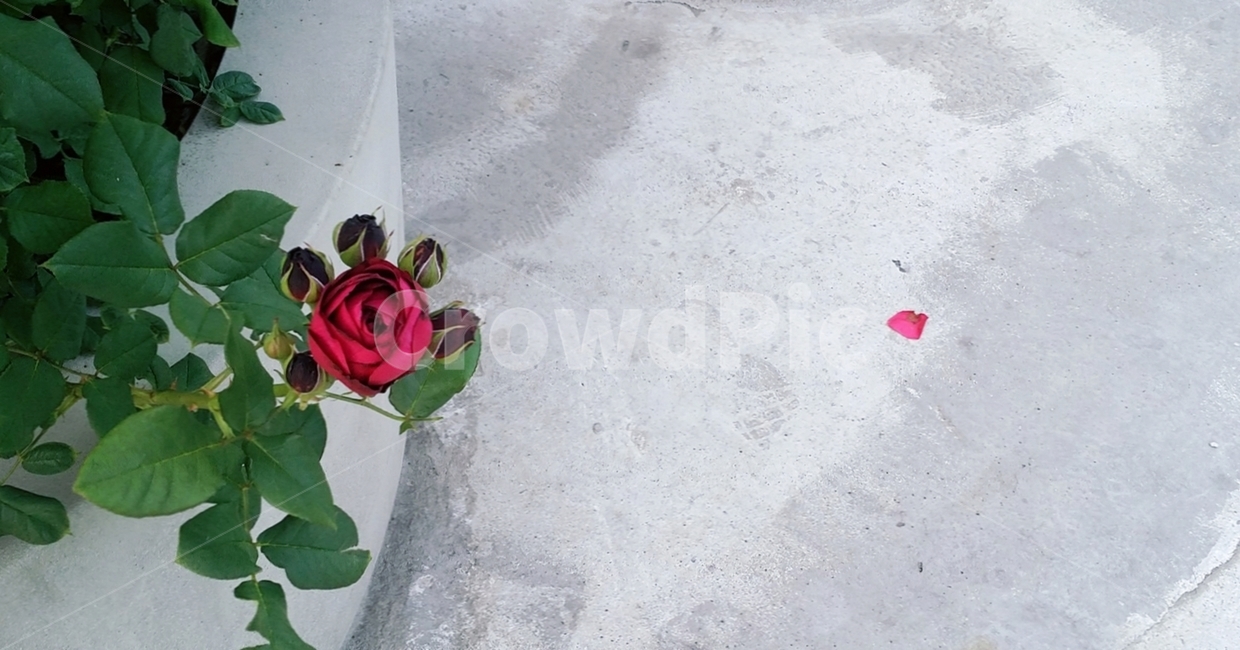 꽃,장미,꽃잎,잎,꽃나무,잎새,나무,꽃봉오리,rose,flower시멘트,바닥,화단,식물,자연,plants,nature,꽃,flower