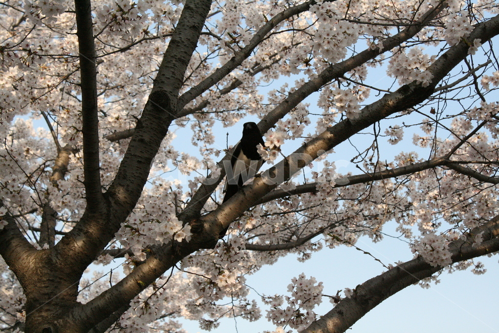 벚꽃,꽃,자연,나무,봄,봄,계절,spring,season,식물,자연,plants,nature,꽃,flower,동물,animal,조류,새,birds,plant,blossom,cherry blossom