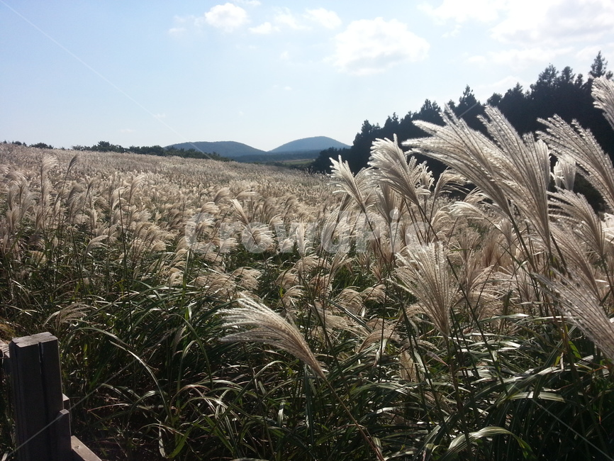 제주도,여름,풍경,산책,하늘,억새