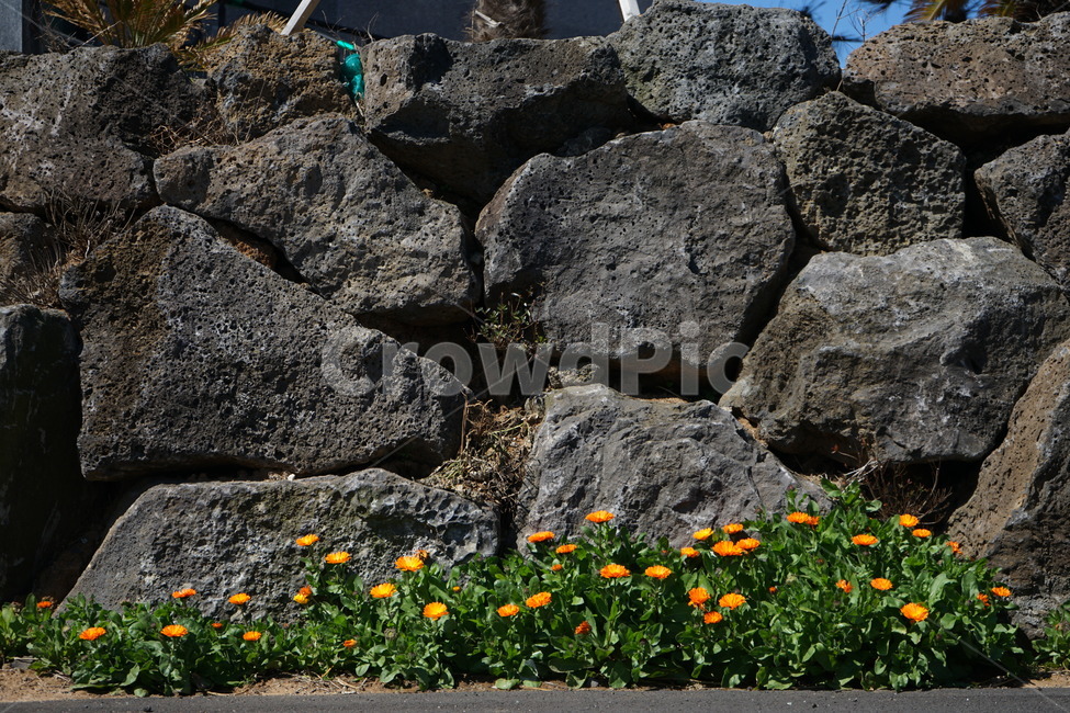제주도,돌담,꽃,flower,금잔화