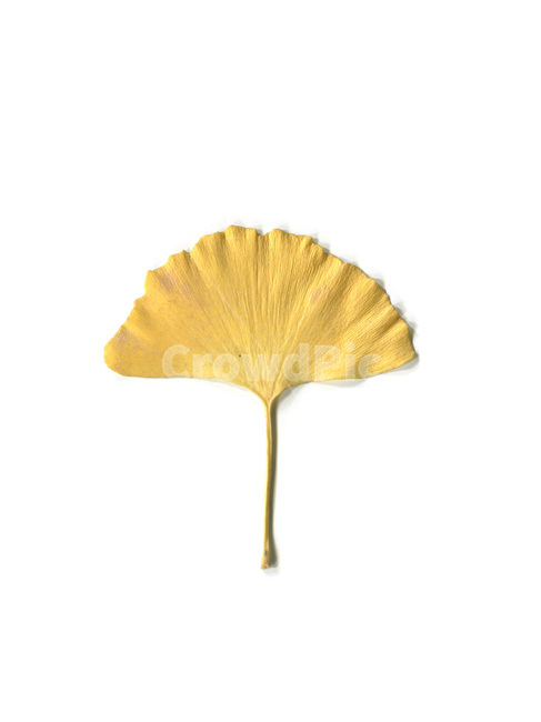 단풍,단풍잎,나뭇잎,가을,잎,낙엽,식물,autumn,leaf,leaves,maple,fall,plant,가을,계절,fall,autumn,season