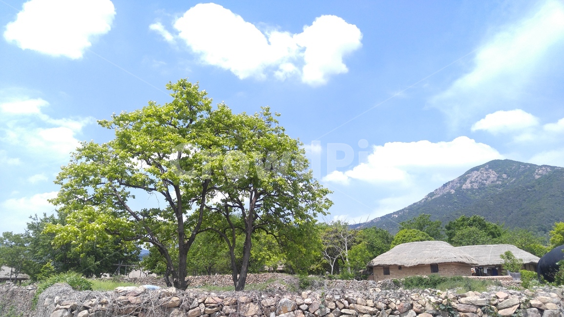낙안읍성,오래된나무,옛날집,자연풍경,맑은하늘,한국전통,한국문화,korean traditional,korean culture