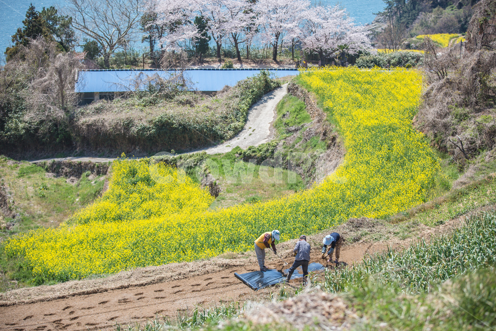 유채꽃,벚꽃,바다,풍경,삶,봄,계절,spring,season,자연,풍경,nature,landscape,한국자연풍경,한국자연경관,korea nature landscape,시골,마을,country,rural,town,농업,농사,agriculture,farming,farming industry,outdoors,옥외,human,인간,person,사람,field,들