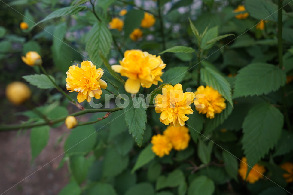plant,식물,blossom,꽃,제라늄,geranium,유채꽃,유채,노란꽃,노란유채,개나리,봄,flower
