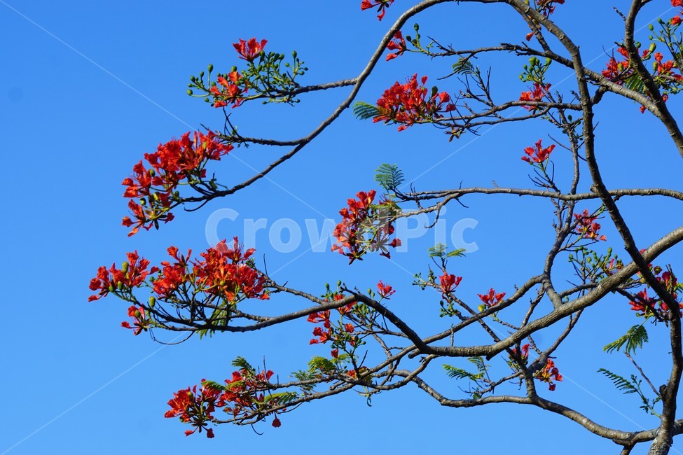 꽃,나무,자연,식물,하늘,파란하늘,flower,sky,nature,크리스마스트리나무,크리스마스트리꽃,외국꽃,열대나무,붉은꽃,redcolor,green,초록,외국자연풍경,식물,자연,plants,nature,꽃,flower