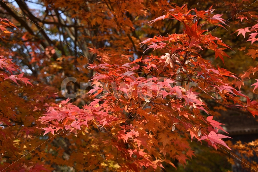 가을,풍경,감성,단풍,감성사진,가을사진,니콘,가을,계절,fall,autumn,season,식물,자연,plants,nature,leaf,잎,plant,tree,나무,maple