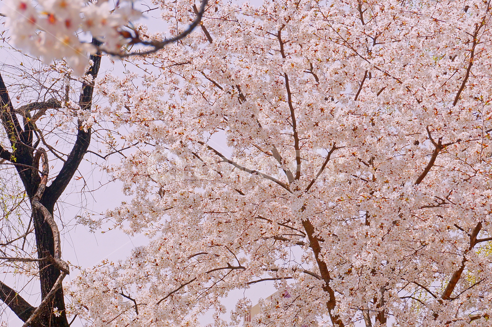 봄,벚꽃,나무,하늘,분홍색,공원,야외,자연,조화,절경,봄,계절,spring,season,식물,자연,plants,nature,꽃,flower,cherry blossom,blossom,plant