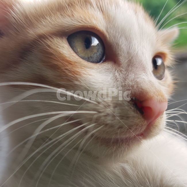 고양이,확대,코,핑크,눈,초롱초롱