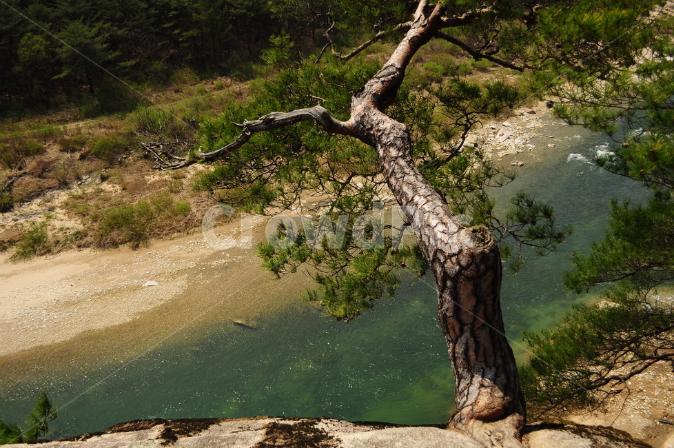 나무,절벽,소나무,강,낭떨어지,식물,자연,plants,nature,나무,trees,wood