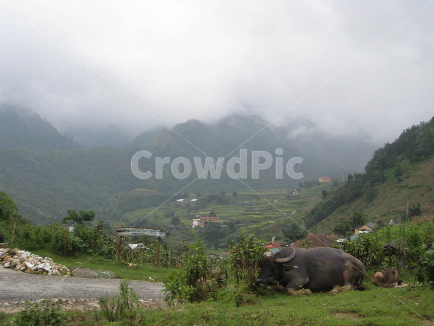 동남아,물소,산맥,자연,nature,buffalo,mountain,논,밭