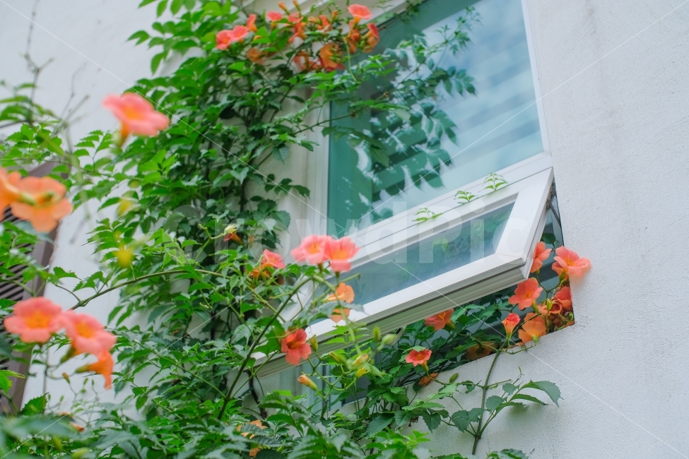 꽃,능소화,창문,식물,자연,초여름,flower,건축물,건물외관,exterior,building,structure,architecture,construction,식물,자연,plants,nature,꽃,flower