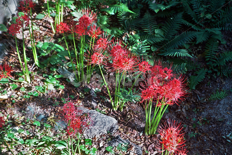 꽃무릇,상사화류,석산,독무릇,산오독,산두초,redspiderlily,가을,빨간꽃,수선화과,식물,꽃꽂이용,화단용,식물,자연,plants,nature,꽃,flower