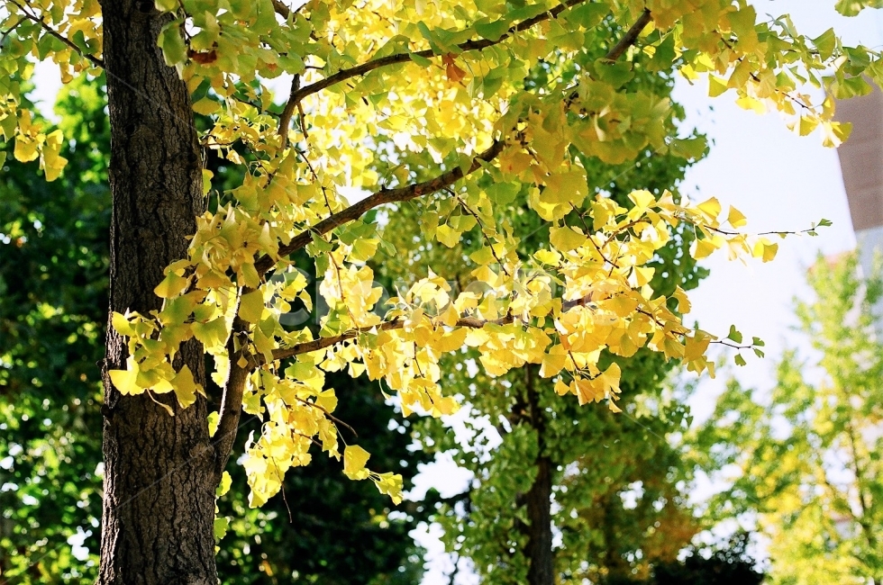 은행,나무,노란색,필름사진,자연,식물,나뭇잎,역광,색감,가을,yellow,tree,autum,가을,계절,fall,autumn,season,식물,자연,plants,nature,나무,trees,wood,감성,sensible,feeling,plant,tree trunk,나무 줄기