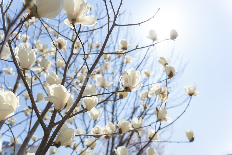 petal,꽃잎,plant,식물,flower,blossom,꽃,하늘,봄,목련