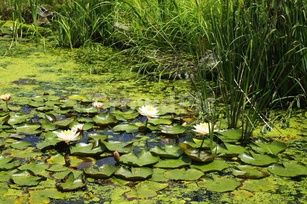 수련,연못,꽃,flower,식물,plant,자연,nature,풍경