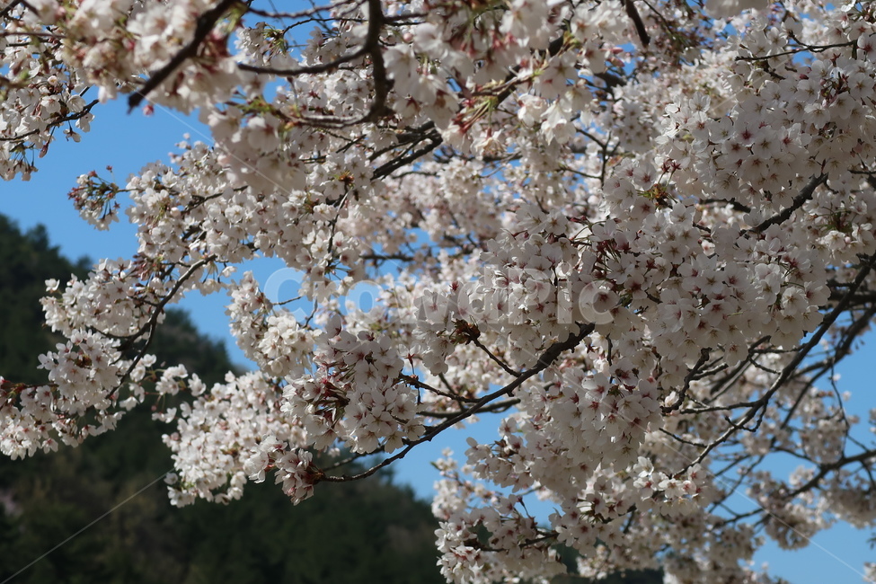 벚꽃,cherryblossom,blossom,꽃,plant,식물,봄,봄꽃,하늘,봄날씨,벚꽃만개,만개,개화,벚꽃개화