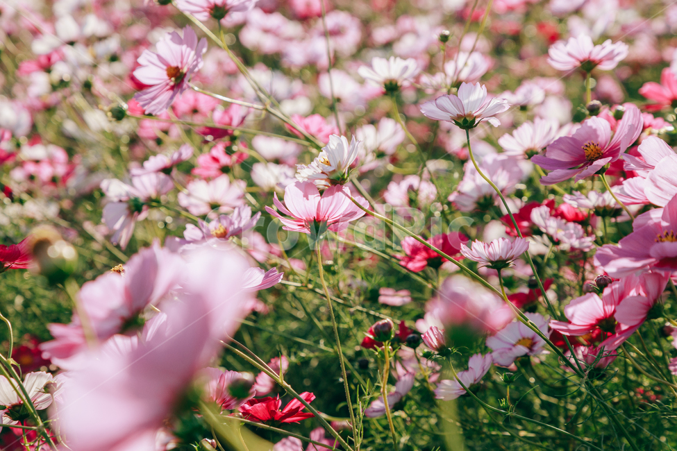 코스모스,꽃,자연,식물,가을,아름다운,commoncosmos,가을,계절,fall,autumn,season,식물,자연,plants,nature,꽃,flower,plant,petal,꽃잎,blossom