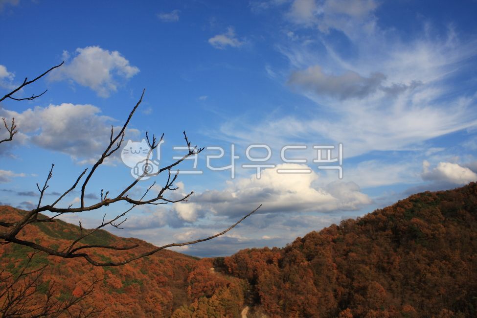 가을하늘,가을단풍,청명한하늘,자연,nature,구름