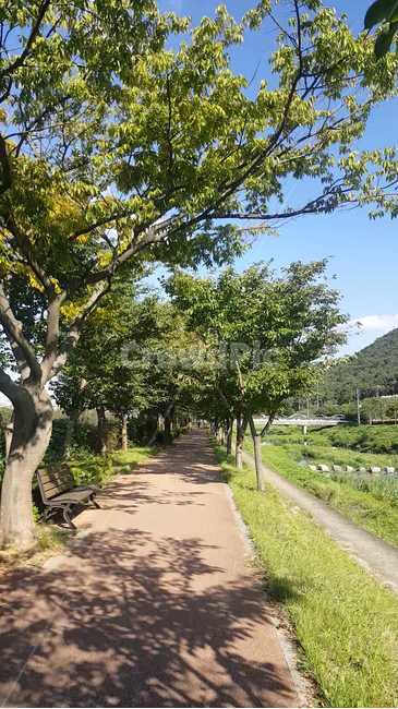tree,나무,plant,식물,나무줄기,furniture,가구,bench,벤치,둑길,하천,그늘,푸르름