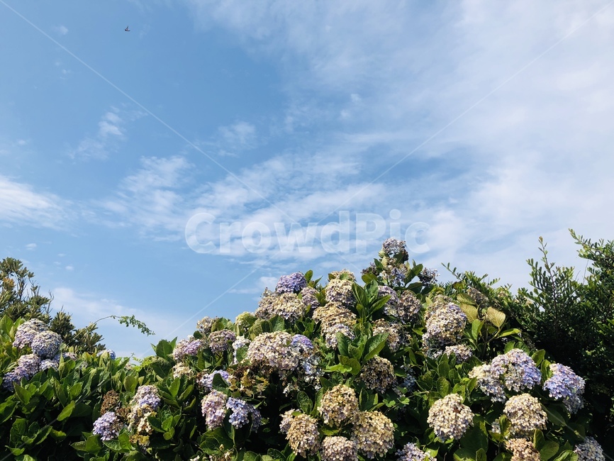 꽃,수국,하늘,구름,제주,식물,자연,풍경,옥외,flower,sky,cloud,jeju,plant,nature,landscape,view,outdoors,식물,자연,plants,nature,꽃,flower