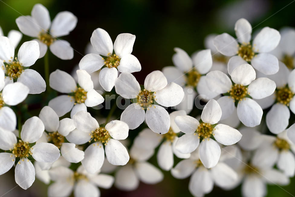 조팝,조팝나무,봄,매크로,꽃,봄,계절,spring,season,식물,자연,plants,nature,꽃,flower,plant