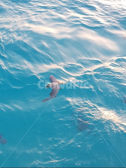 바다,물고기,생선,에메랄드빛,ocean,beach,사이판,saipan,sail