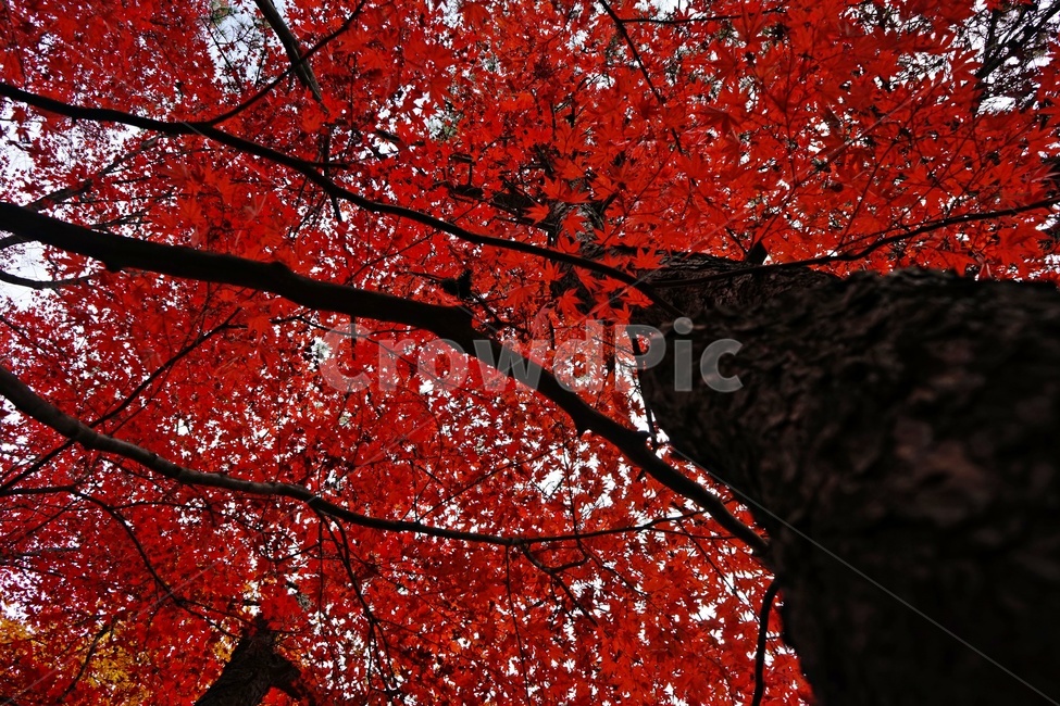가을,단풍,단풍나무,화려함,가을풍경,autumn,fall,autumnleaves,plant,nature,계절,나무,븕은색,maple,red,season,colorful,느낌,감성,trees,branches,울긋불긋,자연,가을감성,가을느낌,가을배경,풍경,가을,계절,fall,autumn,season,식물,자연,plants,nature,나무,trees,wood,leaf,잎,tree